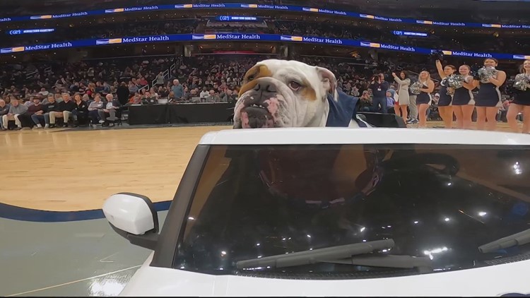 A day in the life of Georgetown mascot Jack