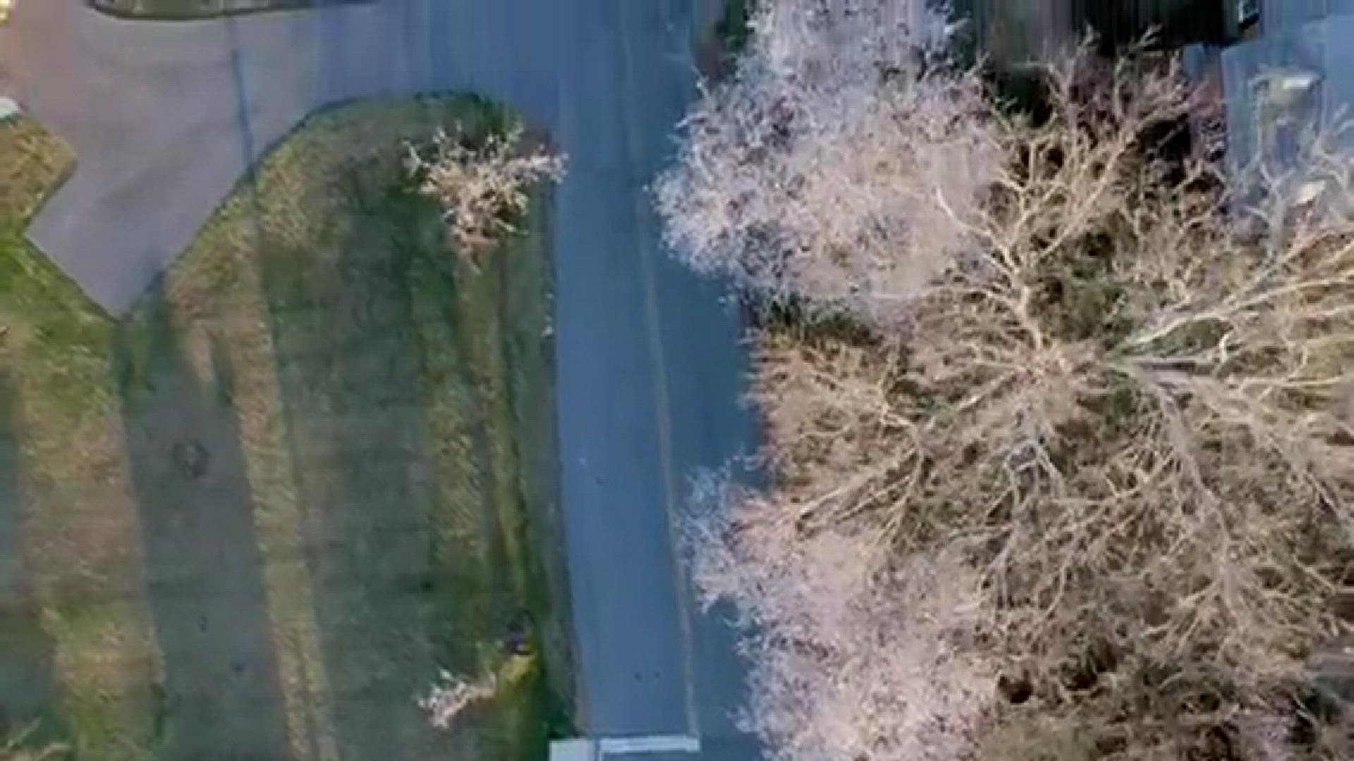 Cherry blossoms at full peak in Williamsburg Village, Olney, MD
Credit: Tim Pruss, MyDrone.Pro