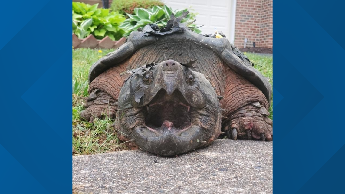 could a snapping turtle eat a puppy