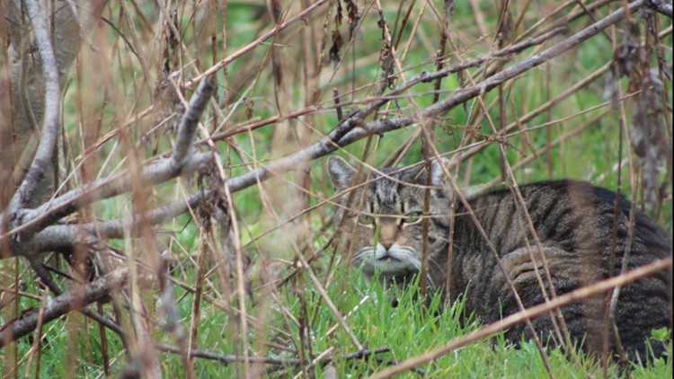 Feral cat colony crisis pits environmentalists against humane groups ...