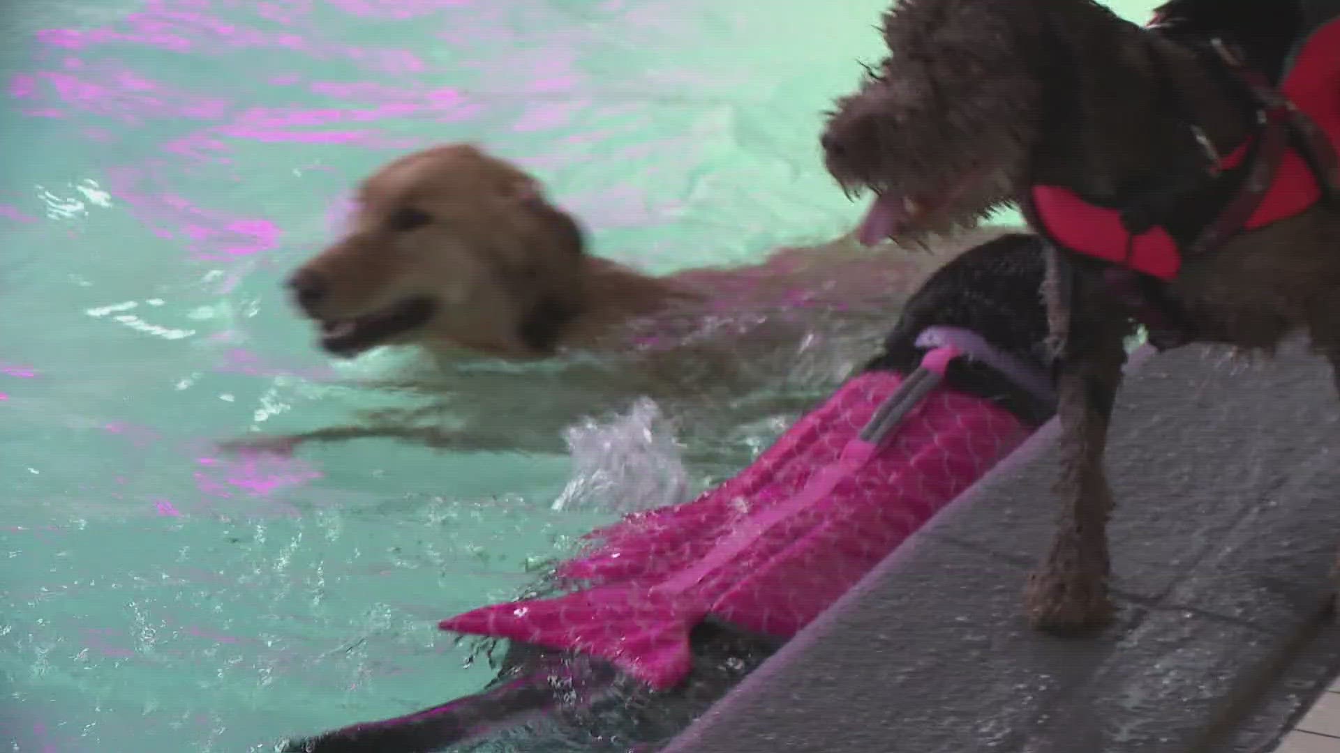 A highlight of the once-a-year celebration included a special doggie swim in the hotel's indoor pool.