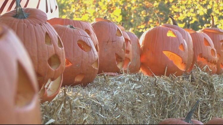 VERIFY | Does bleach preserve a pumpkin, and is it dangerous for critters?