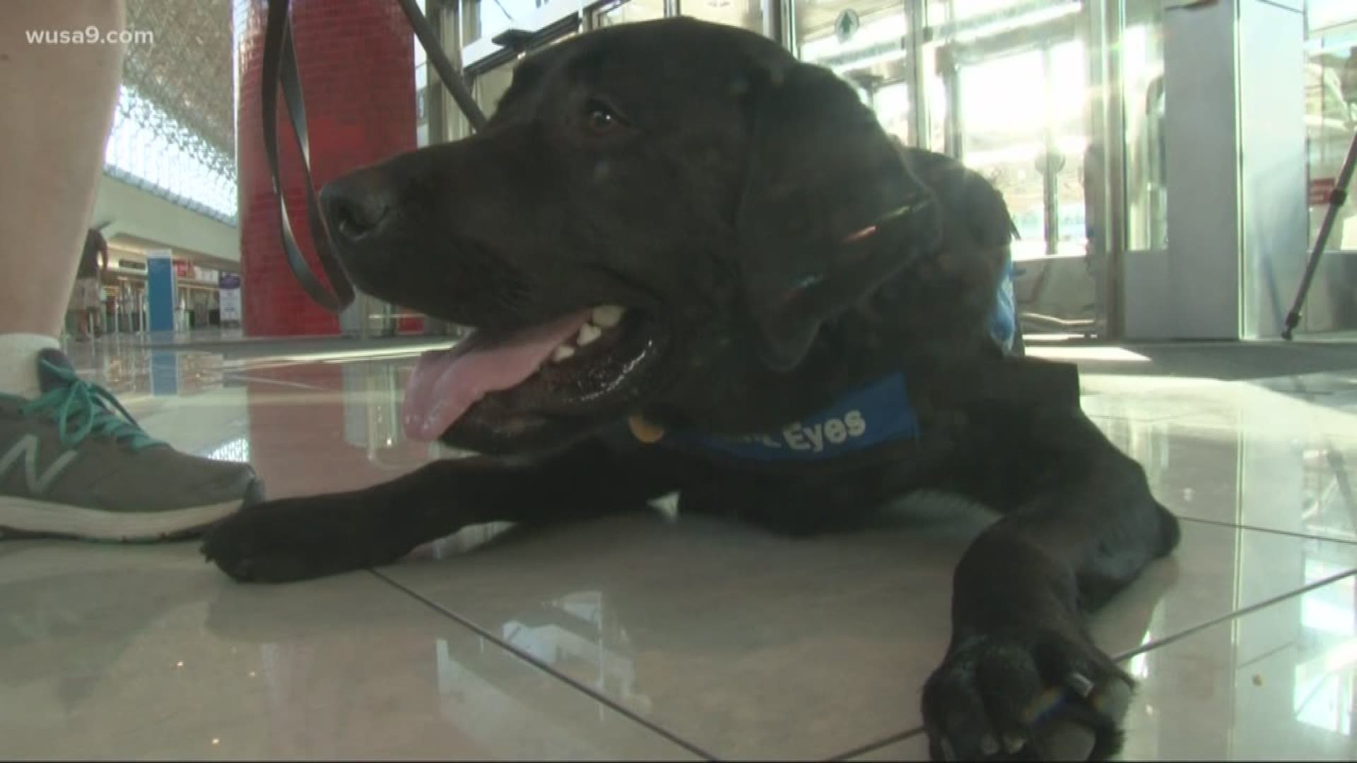 More than 25 service dogs in training got to experience the smells and sounds of BWI Thurgood Marshall International Airport. Many treats were had.