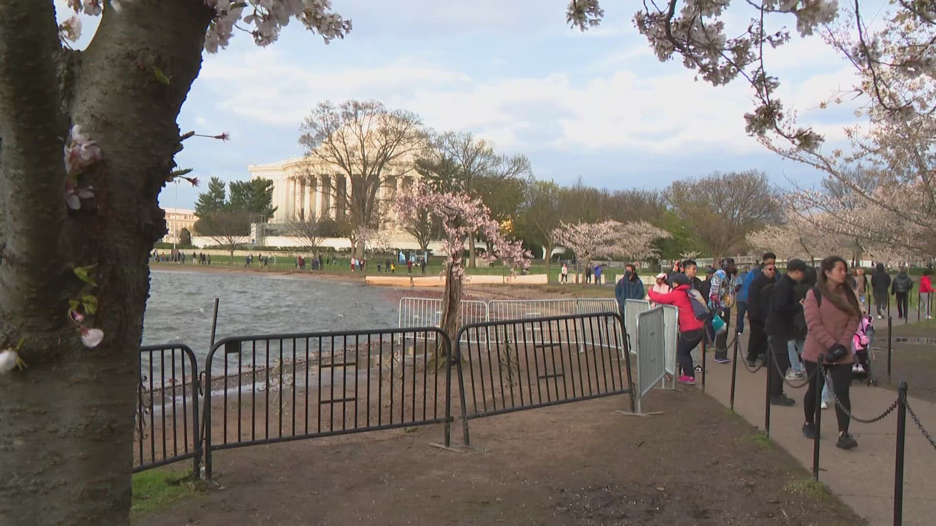More than a 100 years ago, the mayor of Tokyo gifted DC 3-thousand cherry blossom trees.