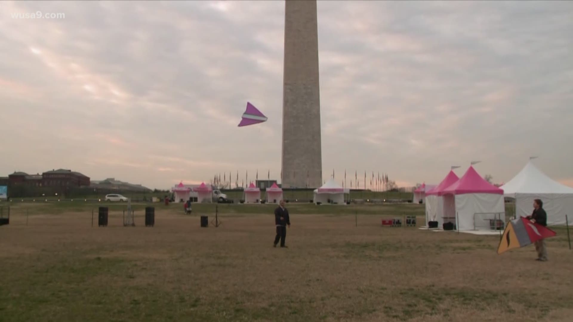 Over 35,000 people are expected to be flying kites at the Cherry Blossom Kite Festival.