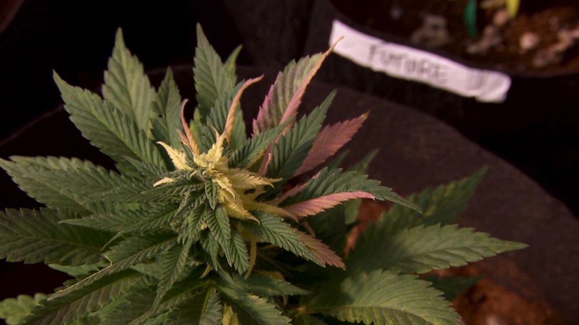 Federal marijuana reclassification could expand research, ease tax burden for cannabis businesses