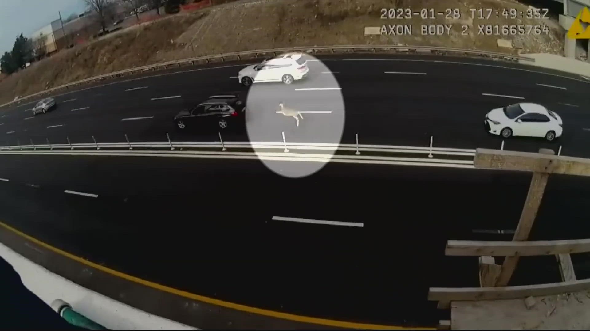 An officer's body camera footage shows the harrowing moments a deer successfully crosses several lanes of traffic on Interstate 66.