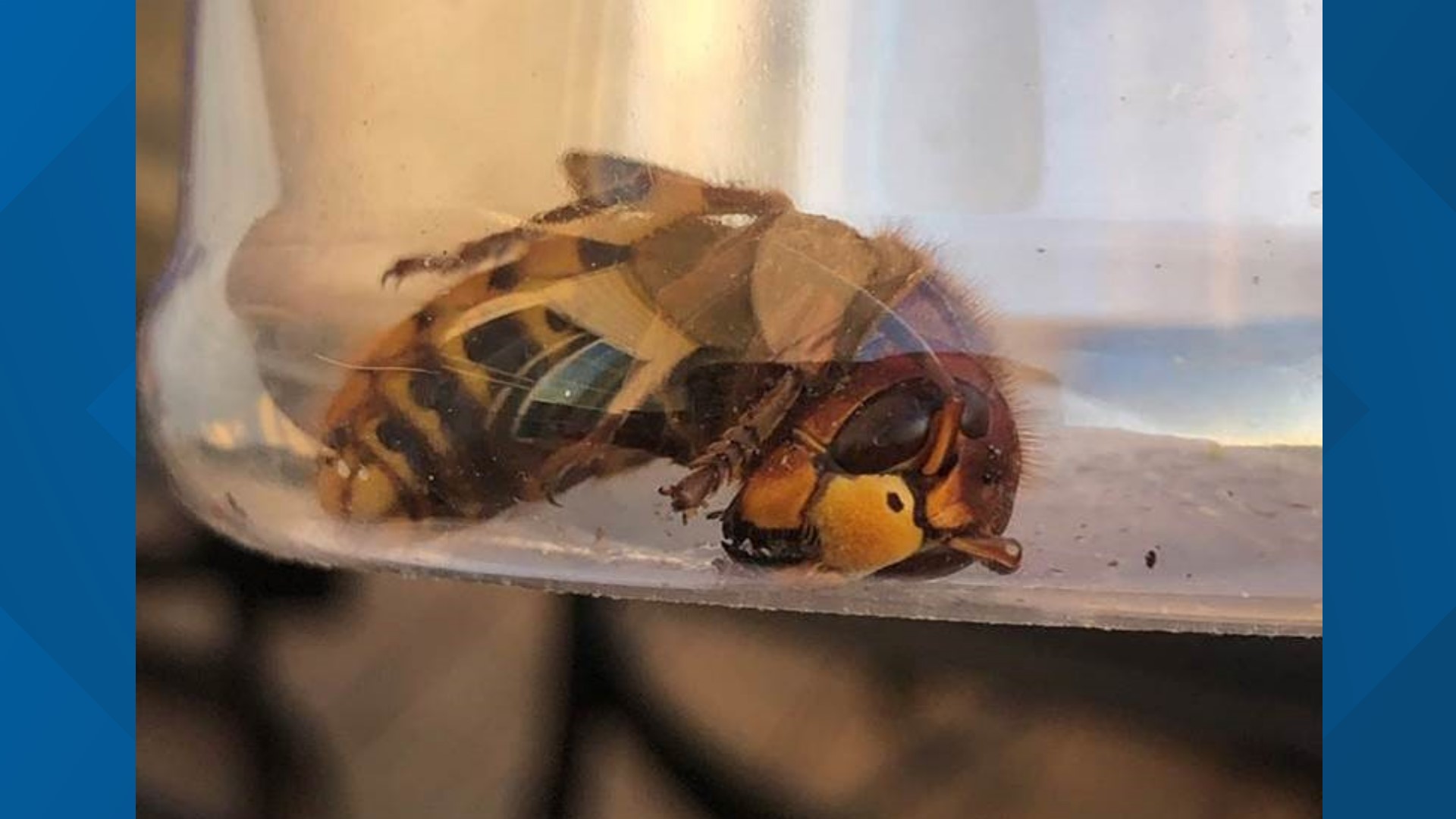 Verify: Does DC Have Murder Hornets? | Wusa9.com