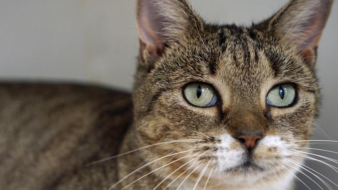 Dc Humane DC Humane Rescue Alliance in desperate need of adopters | wusa9.com