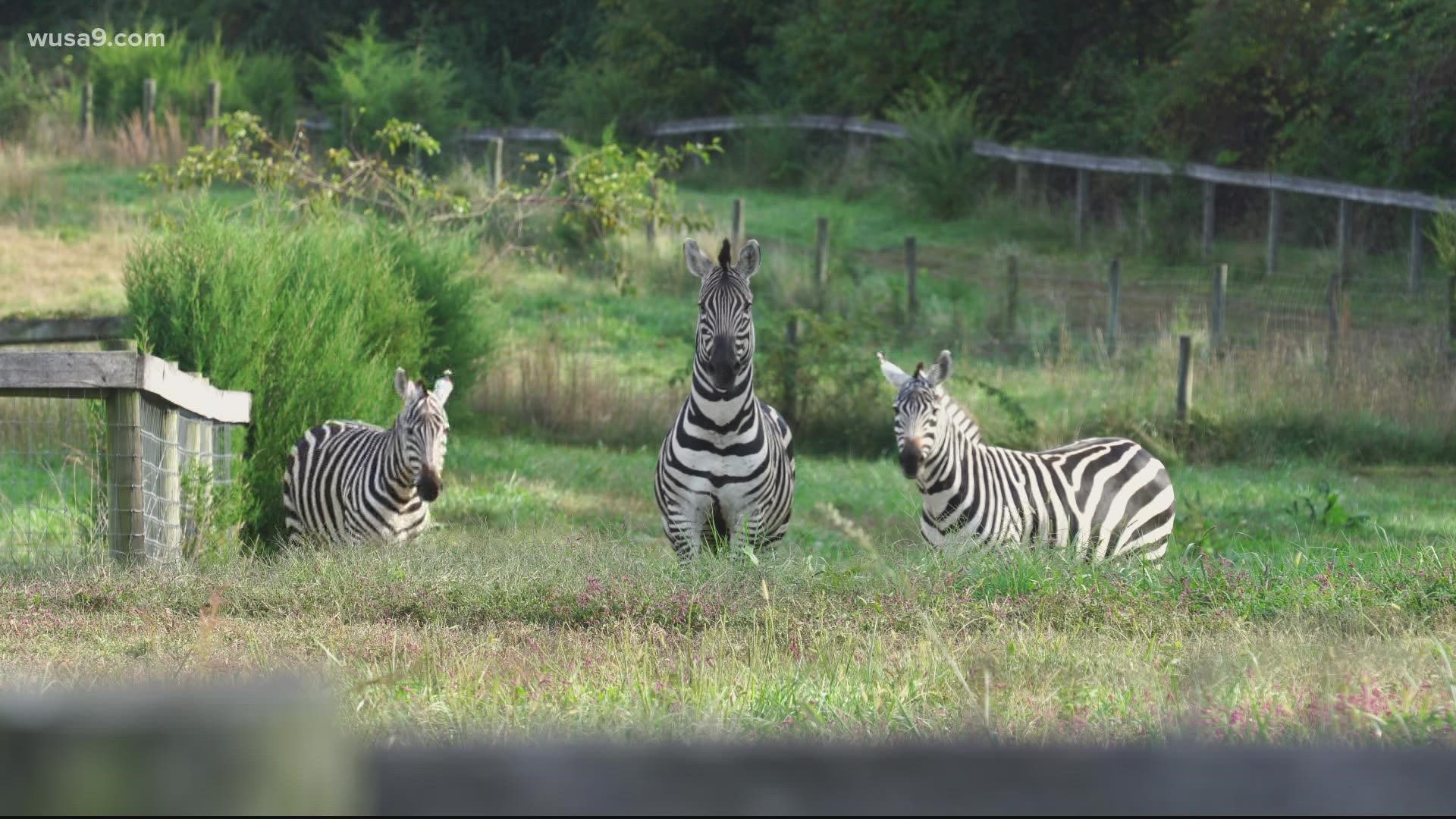 WUSA 9 tracked down a private zebra owner. We toured his private Cecil County farm that house three zebras.