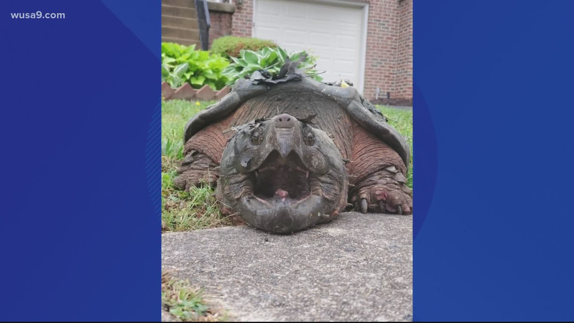 Animal Protection Police went to the neighborhood after getting calls that the large turtle had been seen in the residential area.
