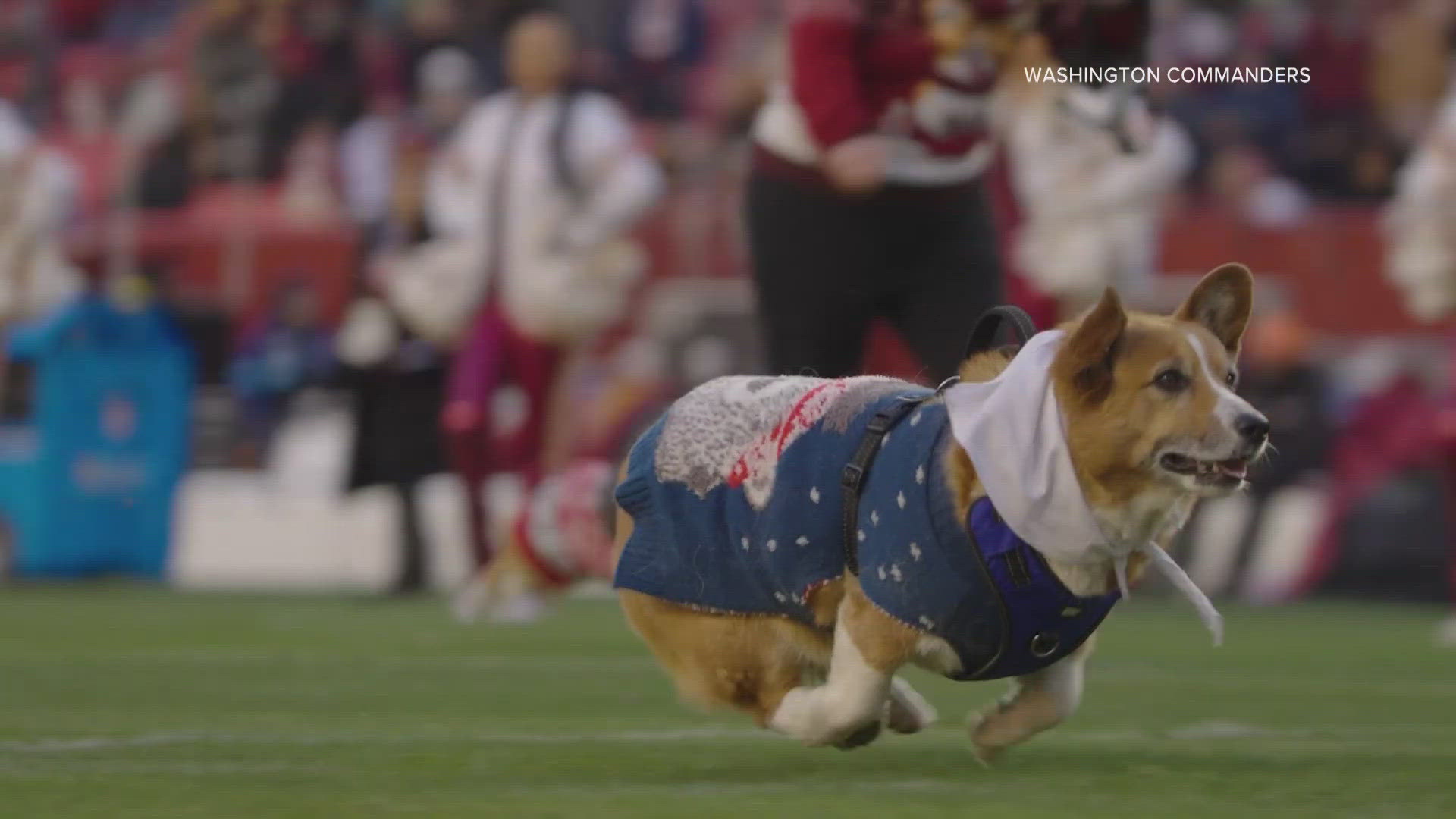 Corgi Races Nfl Commanders halftime show features corgi race | wusa9.com