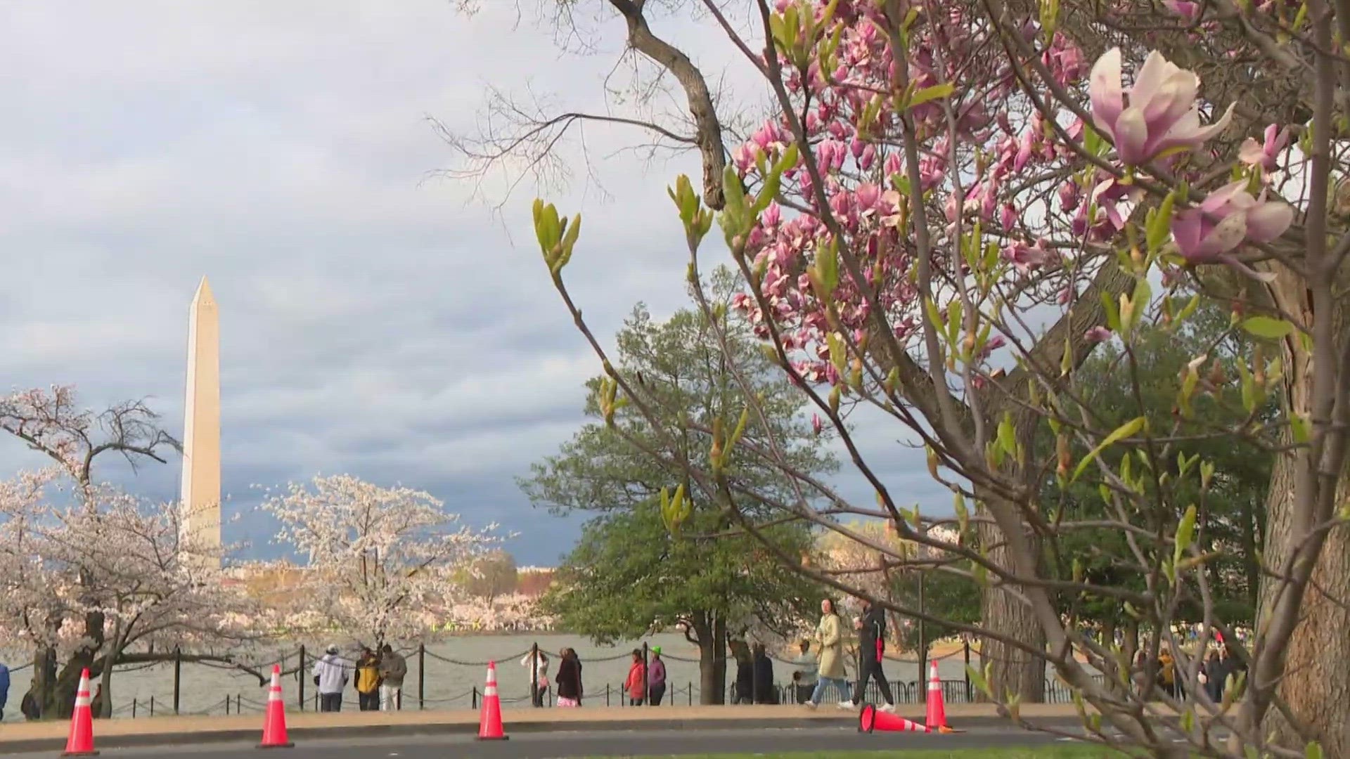 OUR ARIELLE HIXSON IS LIVE AT THE TIDAL BASIN TO GET AN UP CLOSE LOOK AT THE BLOOMS AND THEY HELD UP AGAINST ALL THE RAIN.