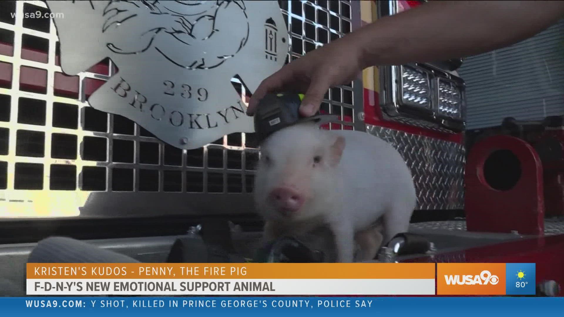 Penny, the fire pig, has become an emotional support animal for a Brooklyn, New York firehouse and it's community. Kristen's Kudos for Aug. 27, 2021