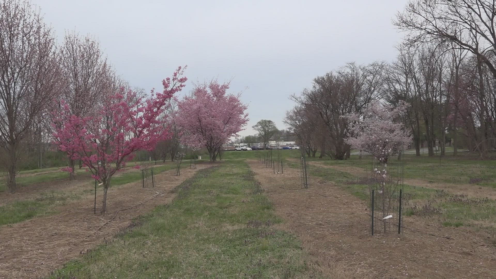 The National Arboretum is home to over 900 varieties of cherry trees.