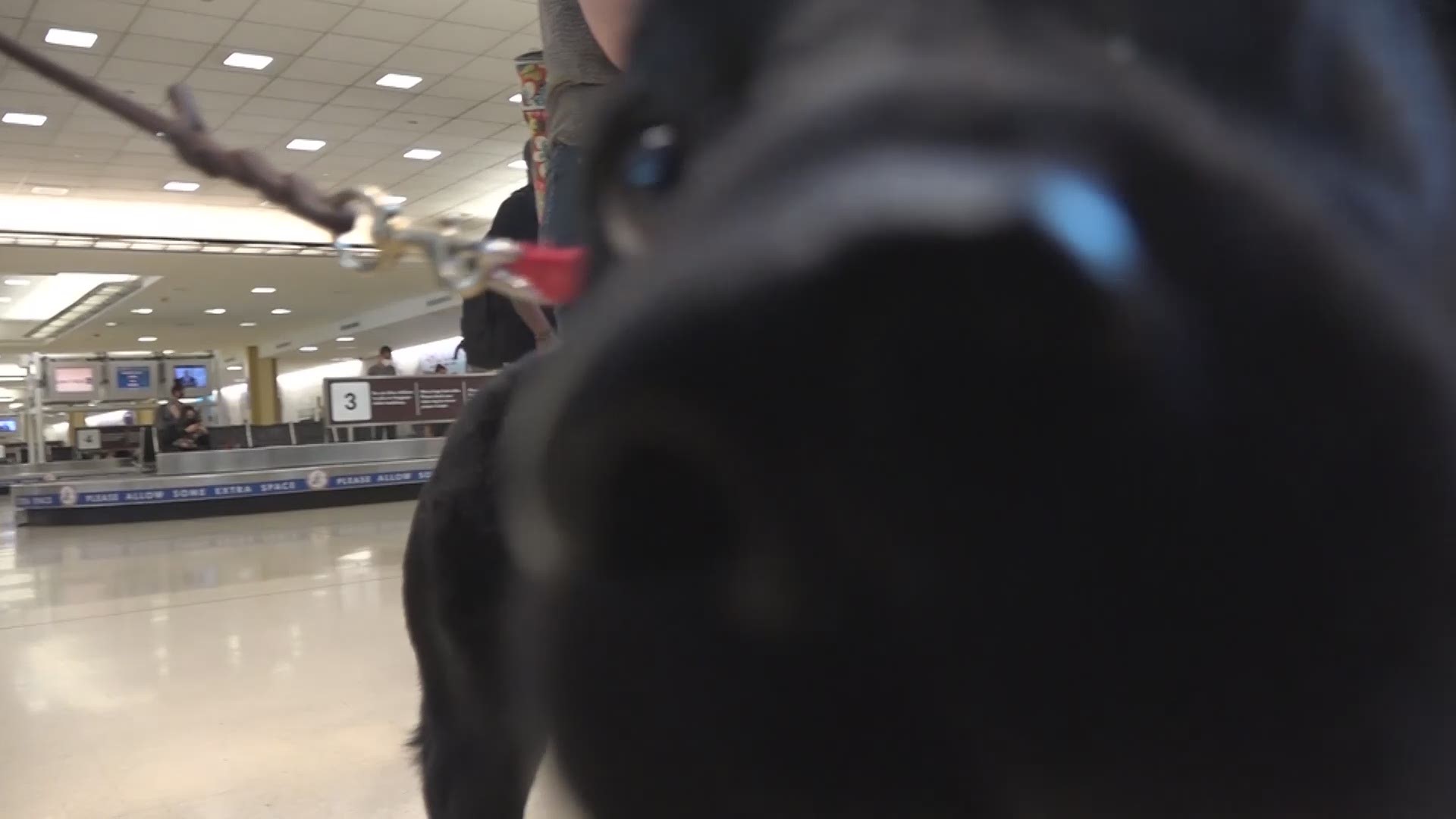 Support dog flies cross-country to help US Capitol Police 