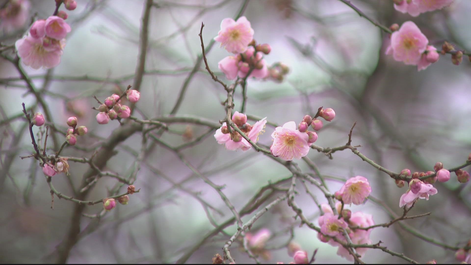 Early blooming of cherry blossoms concerns climate experts - The