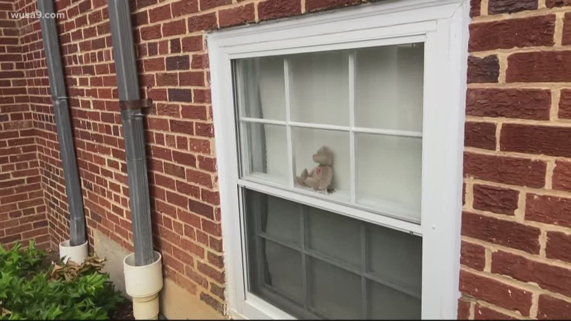 McLean Gardens residents are placing bears in their windows for locals to search for... at safe social distances.