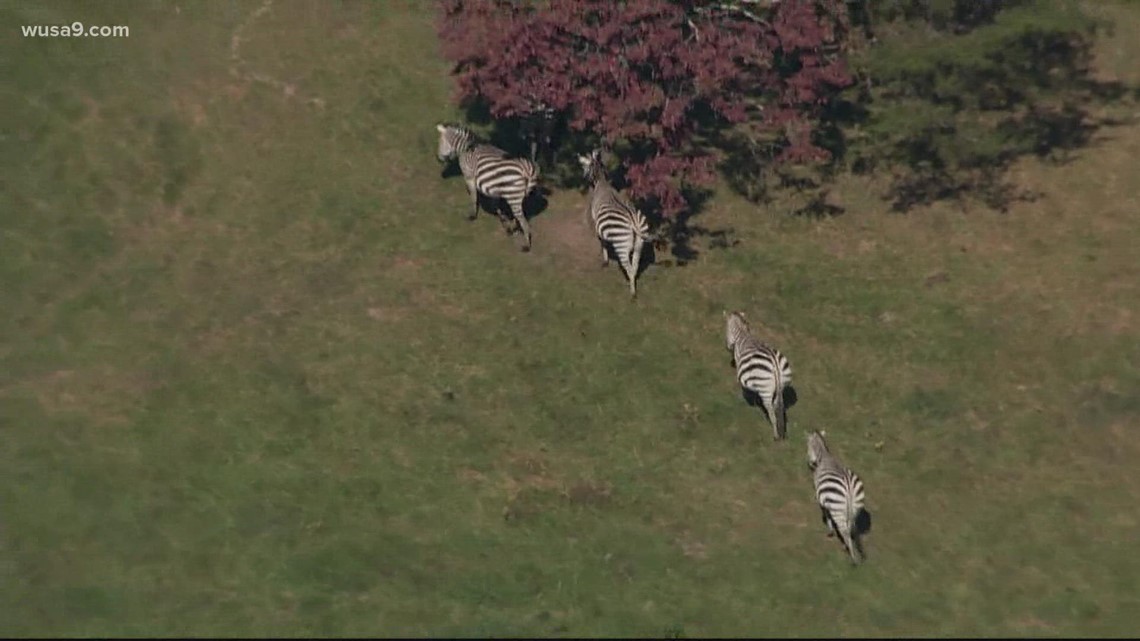 Maryland zebras on the loose: DOE says don't feed them - Vimarsana News