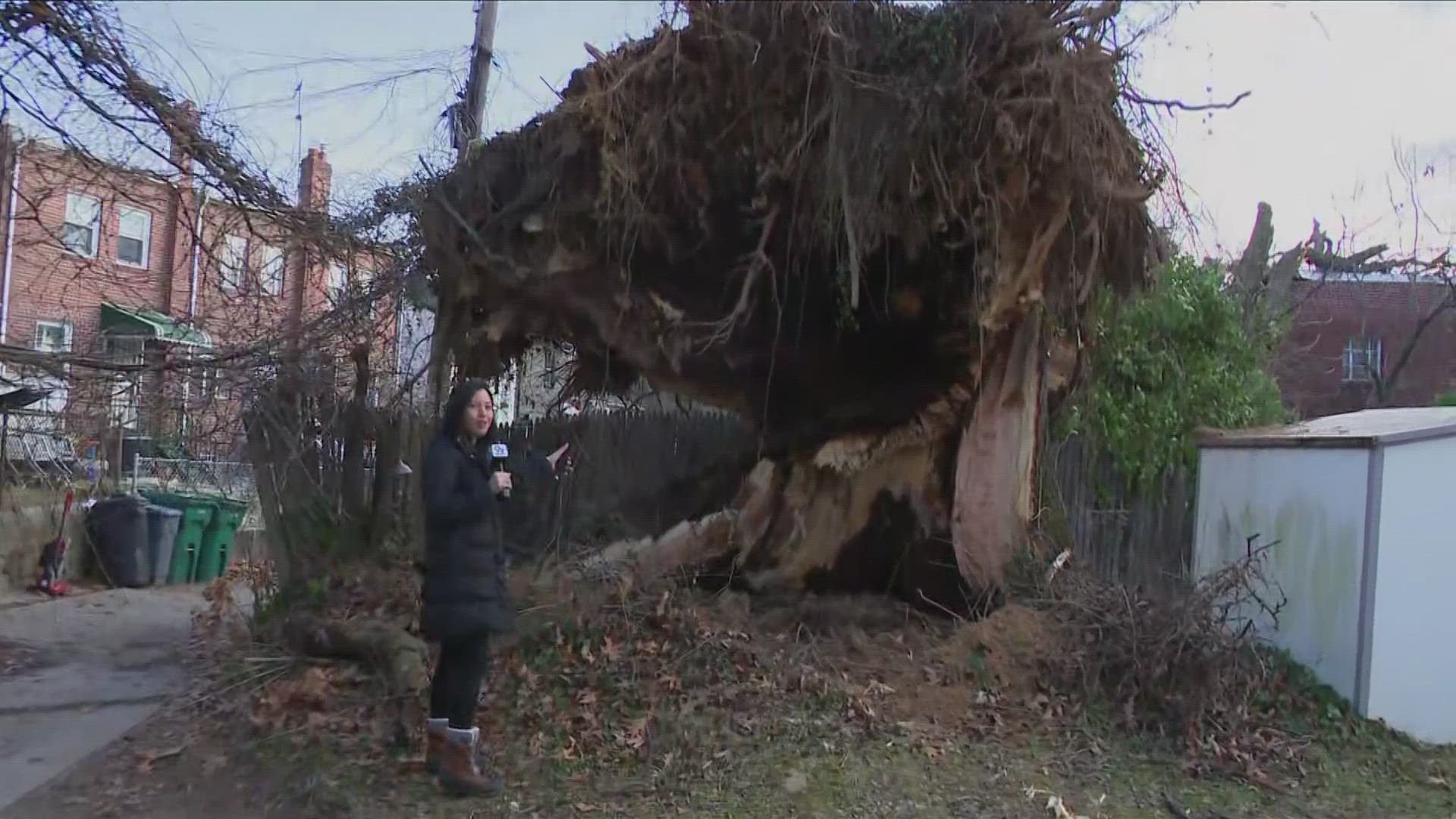 At least 3 homes on Branch Avenue are damaged after a tree fell on top of them.