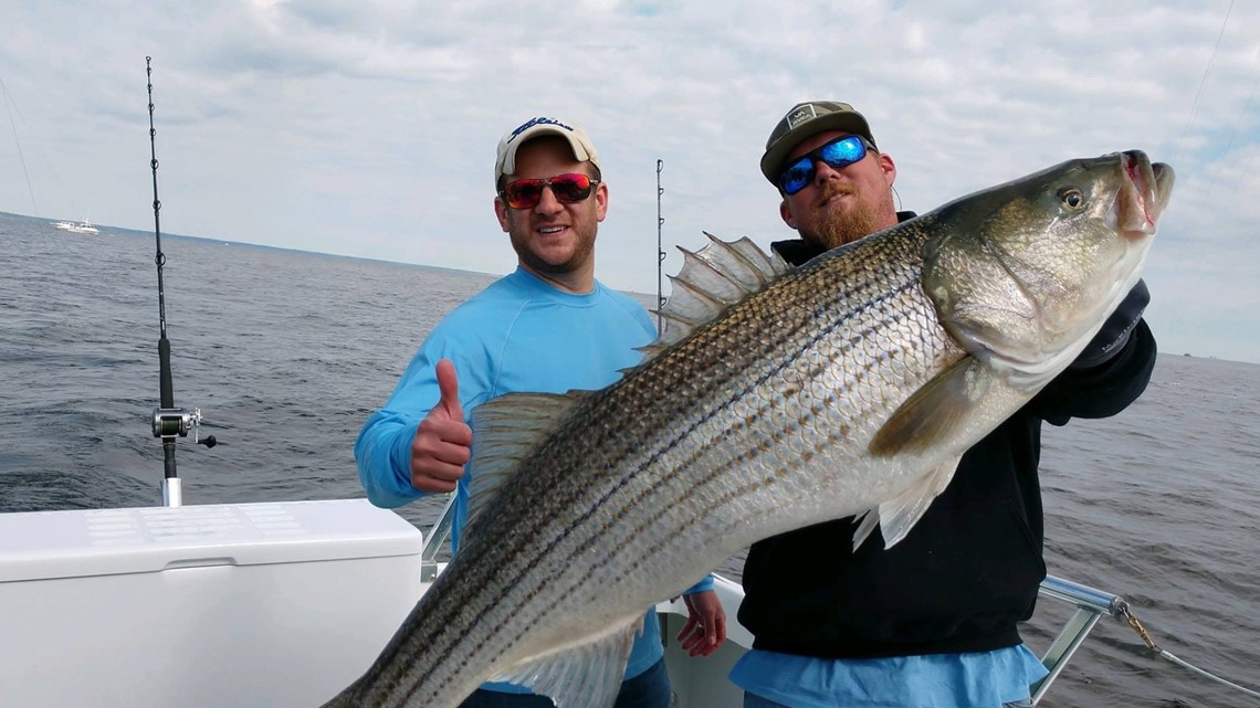 Rockfish trophy season could be canceled in Maryland