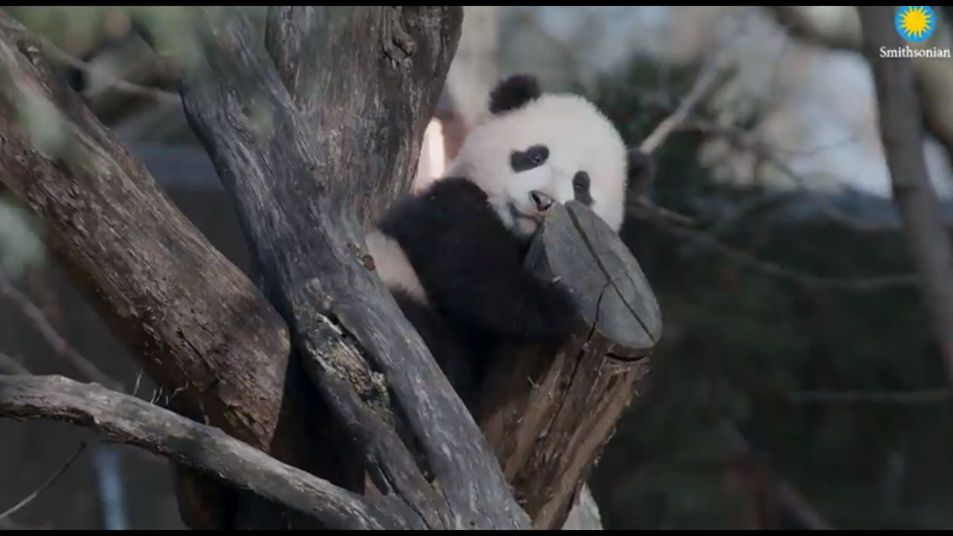 Washingtonians will finally be able to see the panda cub in person starting May 21.