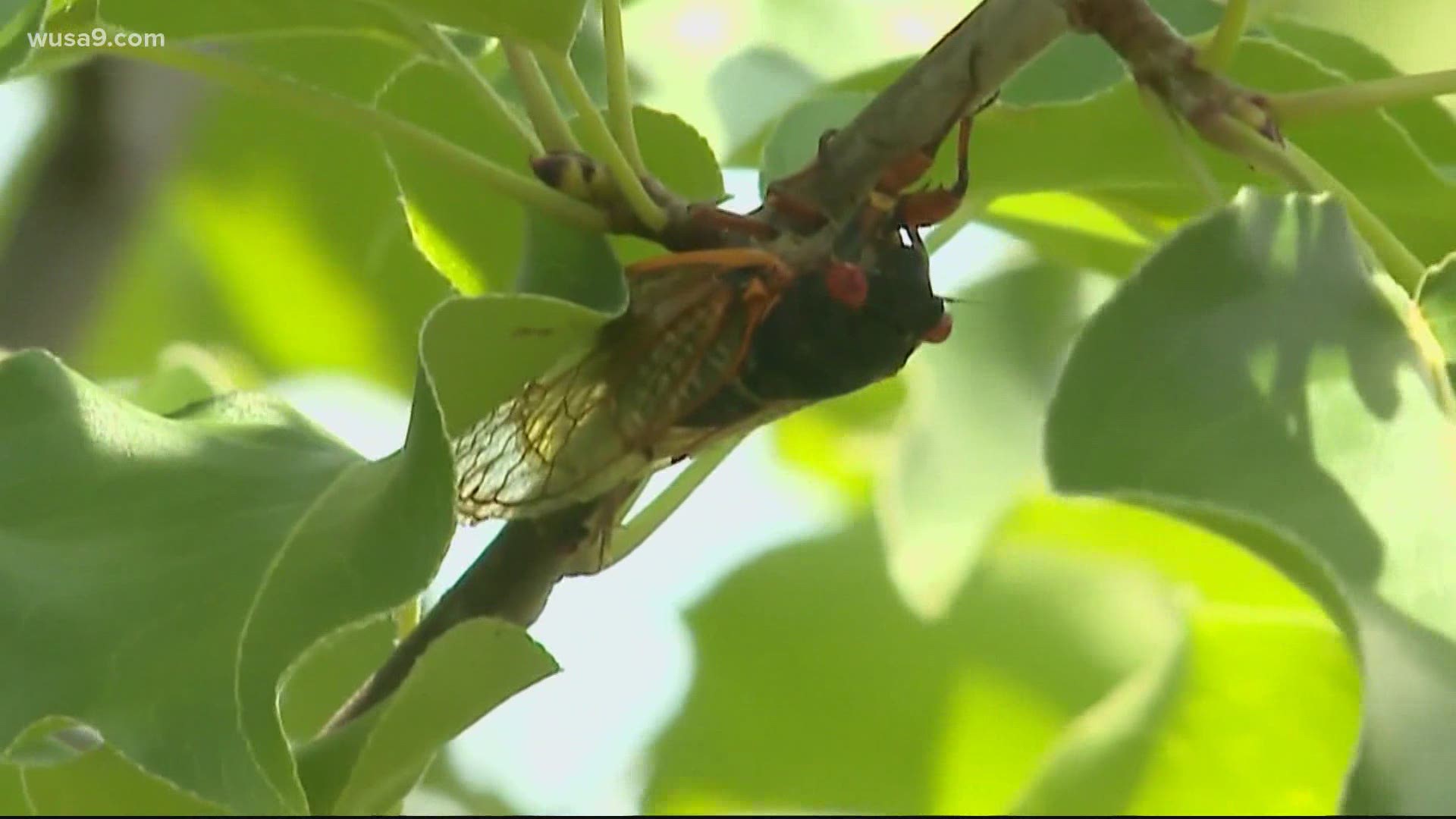 Chief Meteorologist, Topper Shutt believes that cicadas do get louder in warmer weather. He also answers if hordes of them are showing up on radar