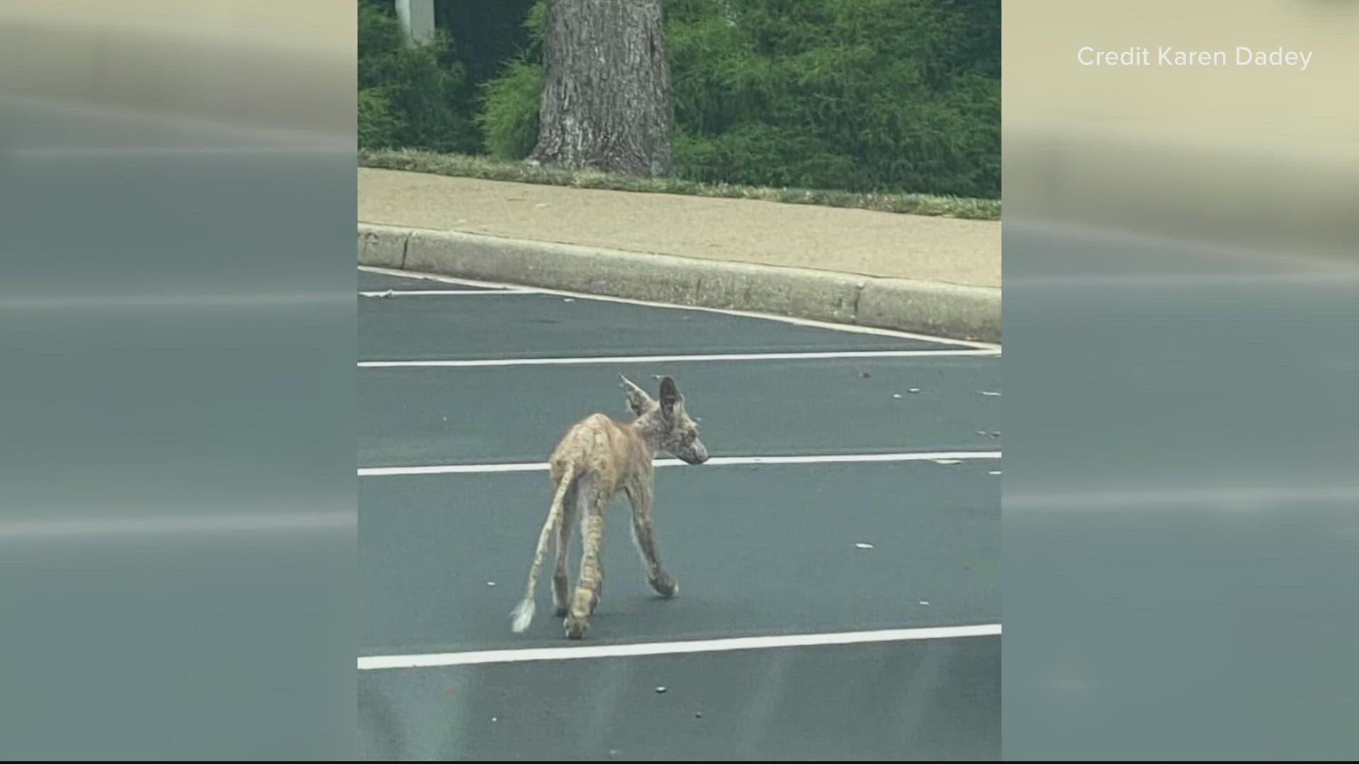 The Animal Welfare League of Arlington (AWLA)'s Animal Control Team and professional trappers are working together to capture a sly fox that has been described as ma