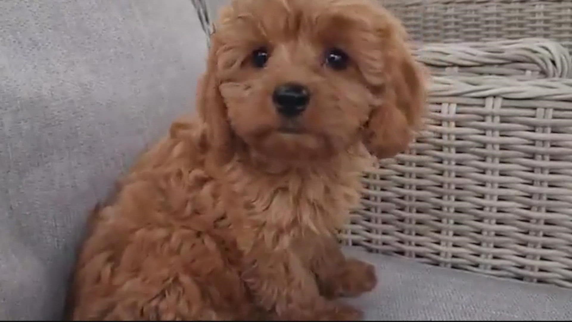 Donna James said she paid for a Cavapoo puppy through a breeder on Facebook. But she has yet to get the dog.