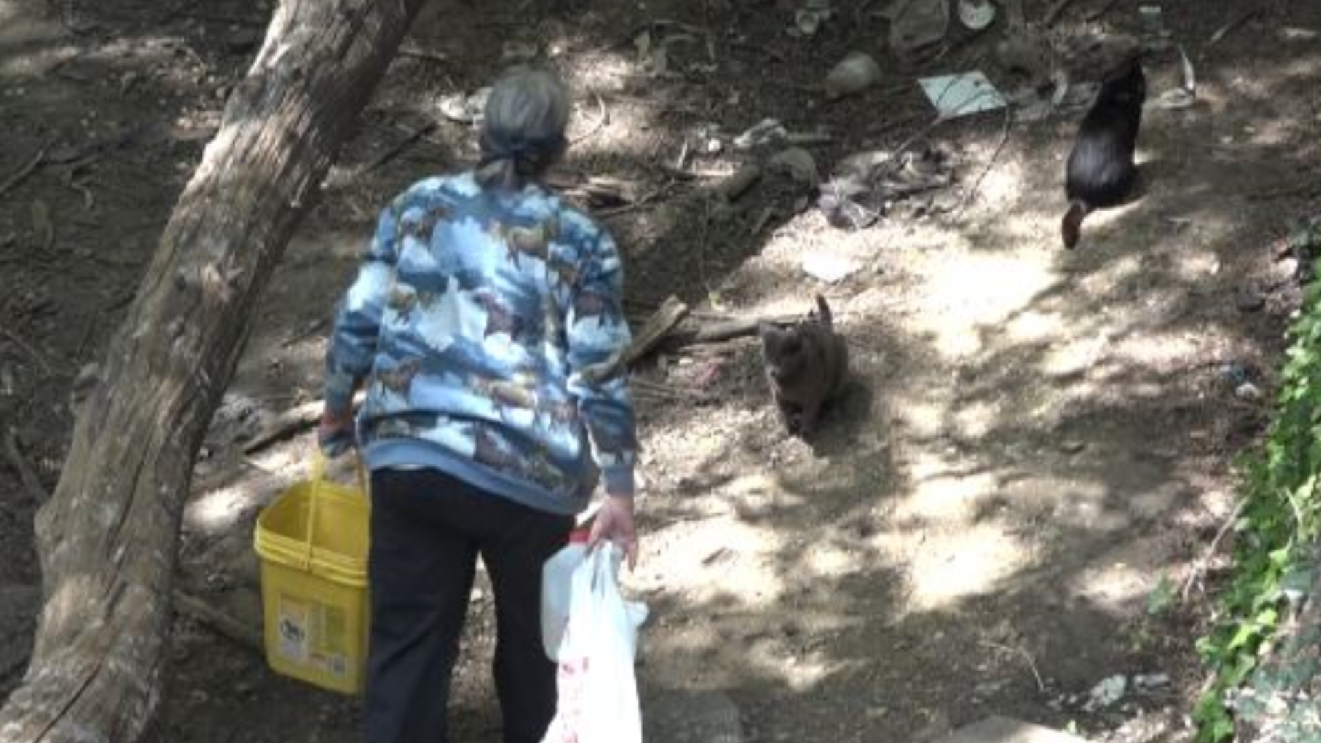 Feral cat colony crisis pits environmentalists against humane groups ...