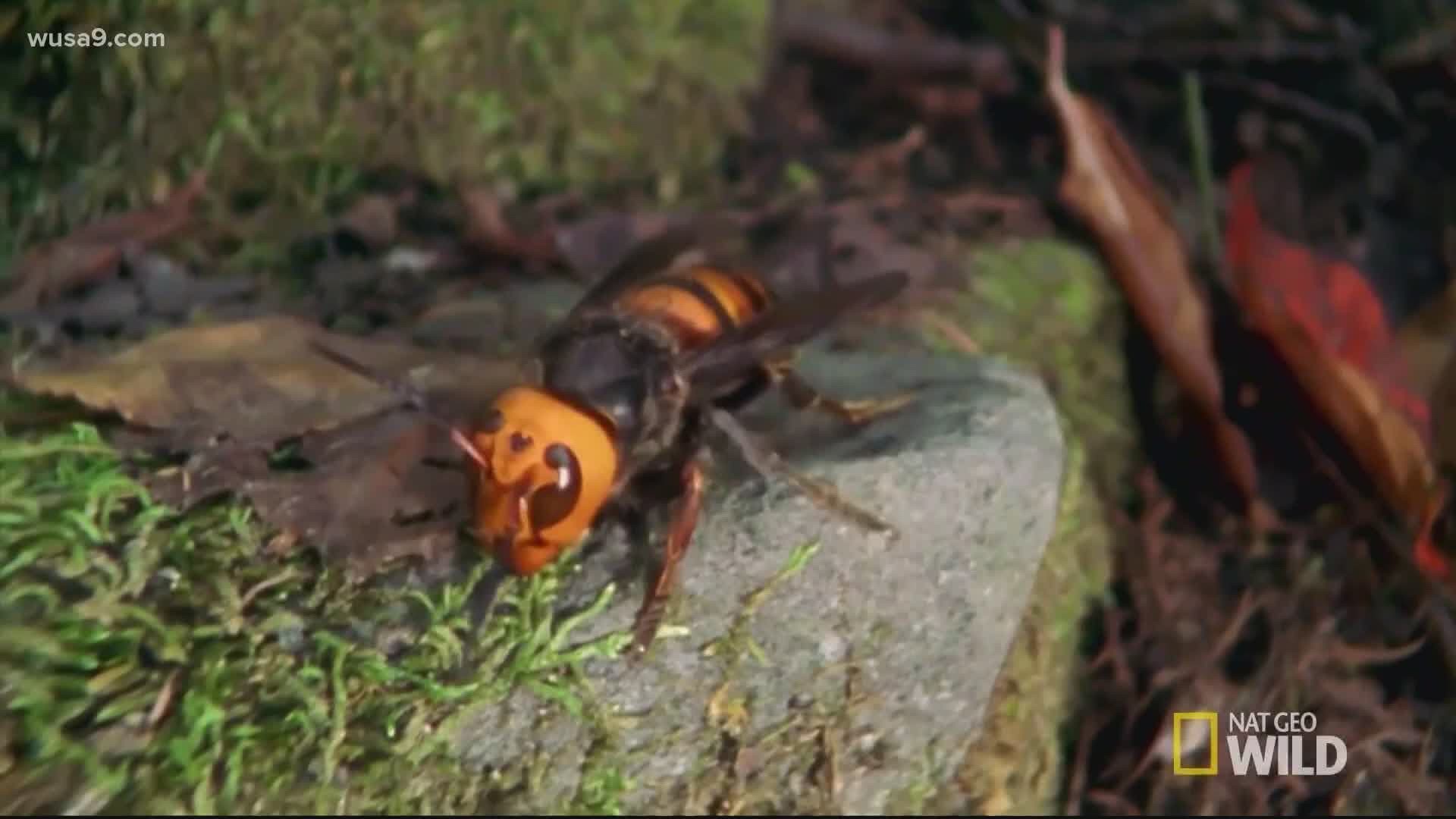 Asian giant hornets, also known as "murder hornets," can have devastating effects on American honey bee populations and be dangerous for humans.