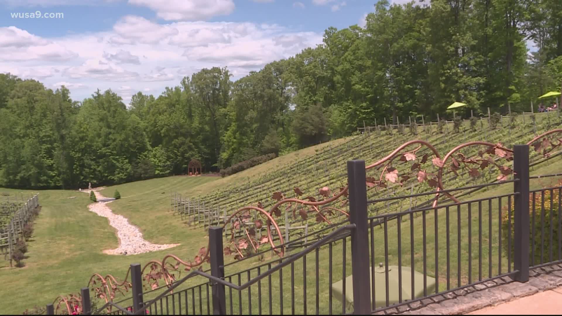 Hundreds flocked to the Potomac Point Winery in Stafford Saturday for reopening.