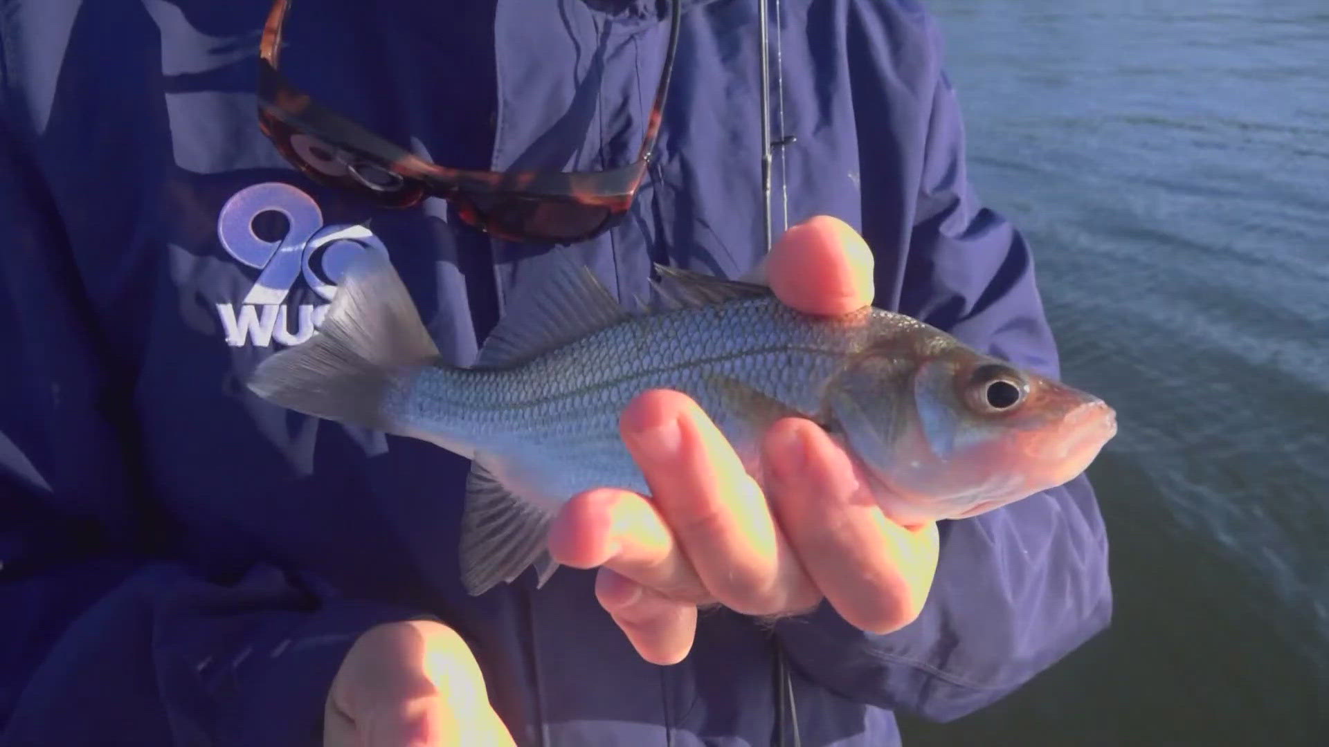 Dozens of anglers are competing until Sept. 15 in a unique fishing tournament on the Chesapeake Bay called the Rod and Reef Slam.