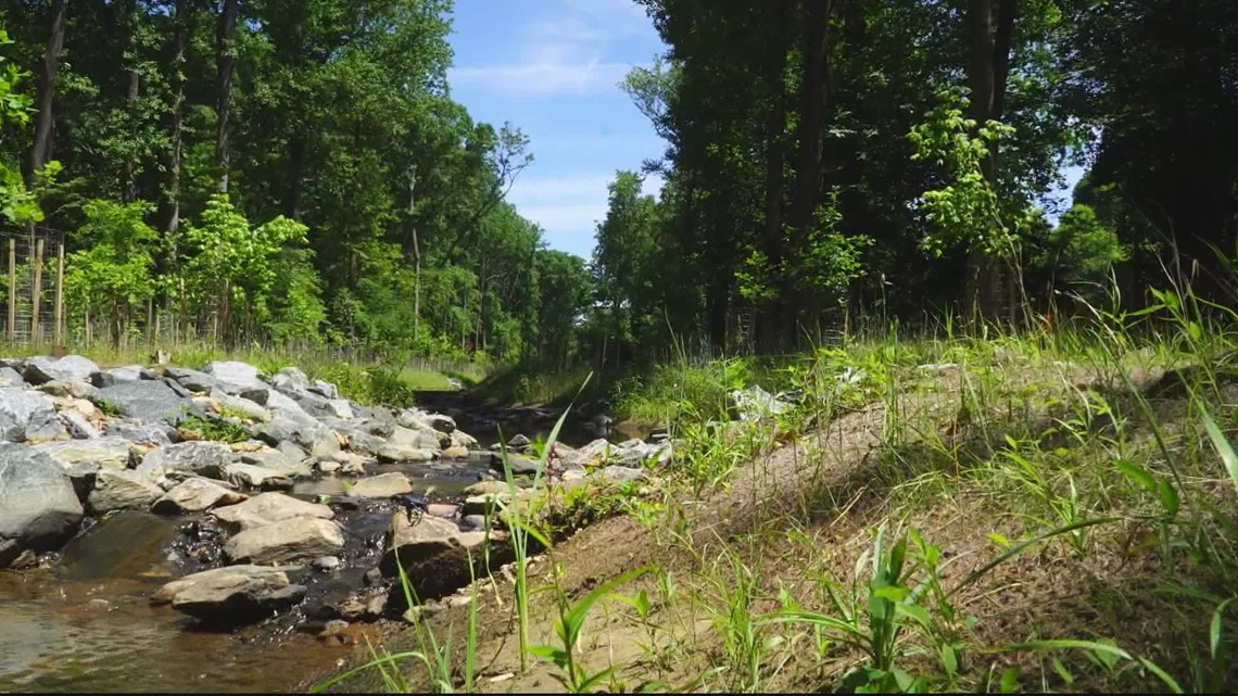 Hundreds of trees cut down in Virginia, Maryland for controversial stream restoration projects