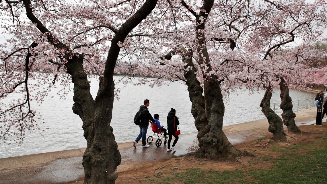 Care, 'magic' help DC's cherry blossom trees defy age