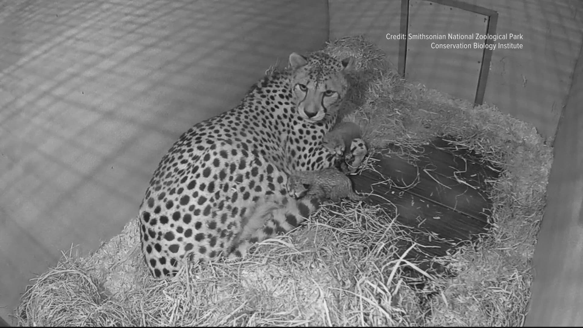 The National Zoo revealed the two cheetah cubs in Front Royal, Virginia are both male.