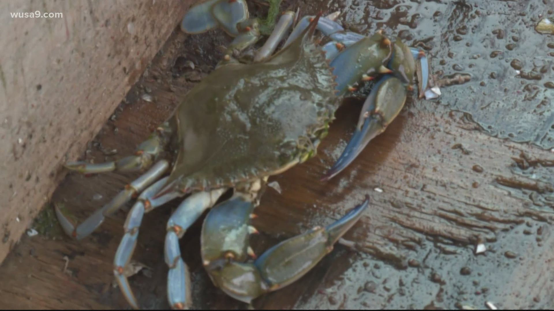 Chesapeake Bay crabs, fish and oysters in huge decline 