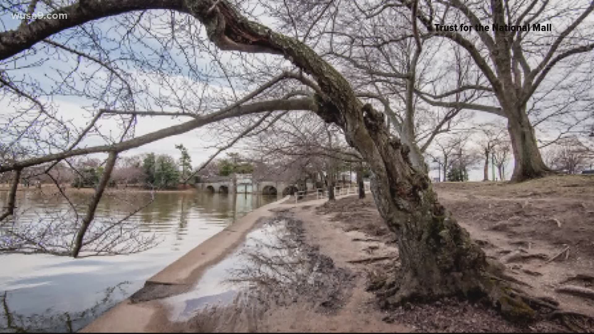 You can adopt a cherry blossom tree to protect and nurture it from the harsh effects of flooding at the Tidal Basin in D.C.