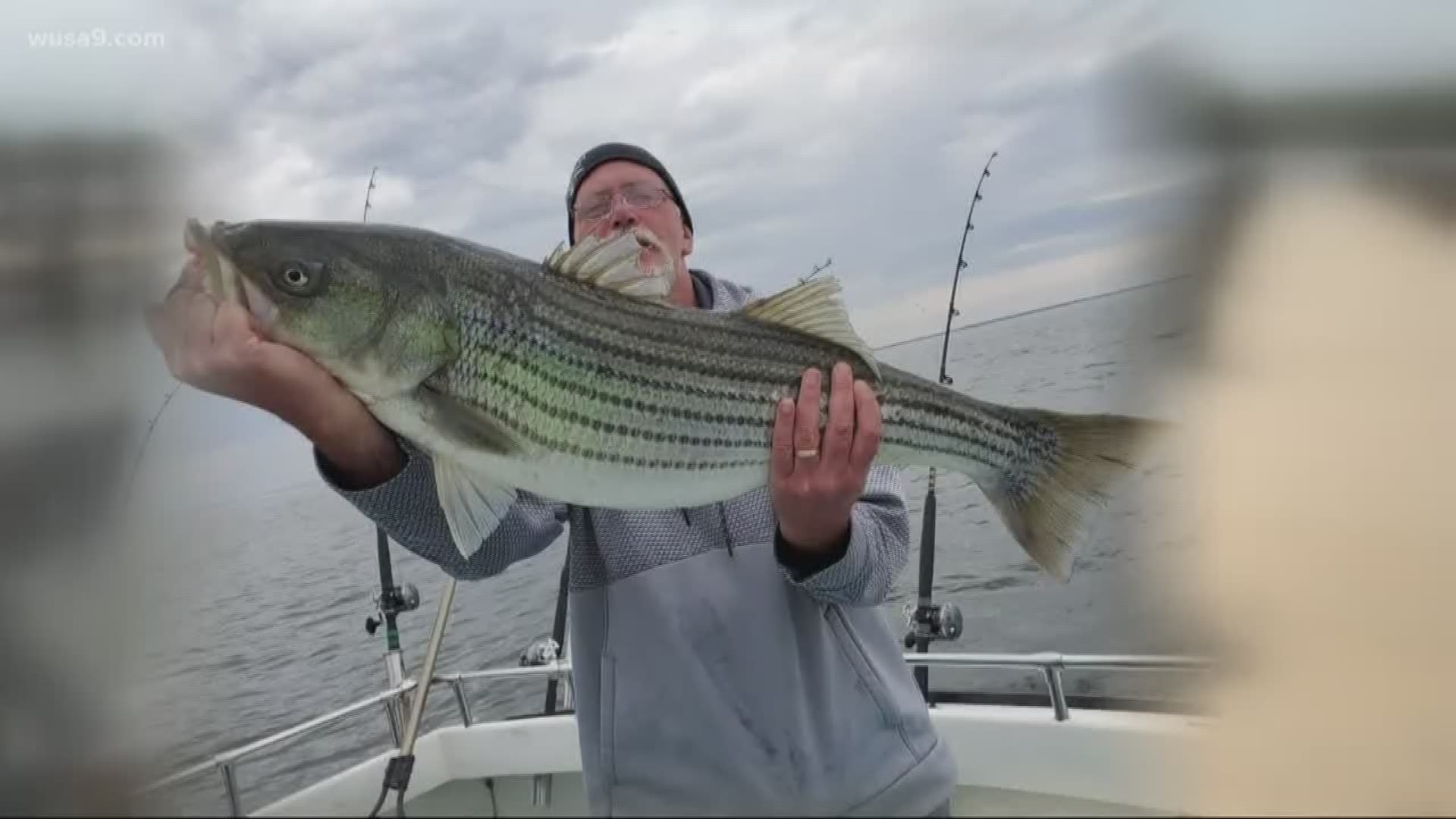 Maryland is expected to be under big pressure tomorrow at an interstate meeting of Atlantic States to suspend its spring season to take trophy-sized Rockfish out of the Chesapeake Bay. iThe population is in trouble, and Virginia closed its season last week.