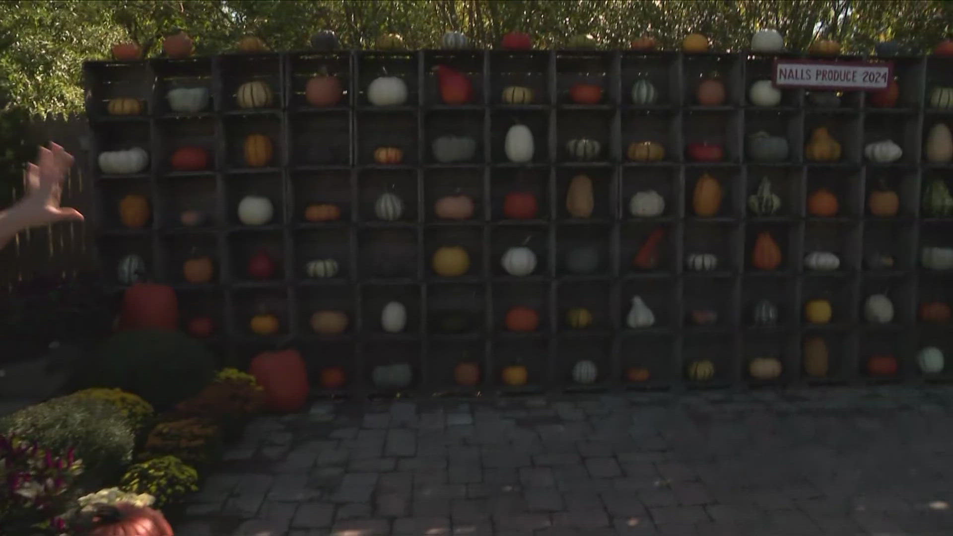 Nalls Produce has a pumpkin wall perfect for that autumnal Instagram pic. Not into social media, no problem, they have a chicken on a leash!