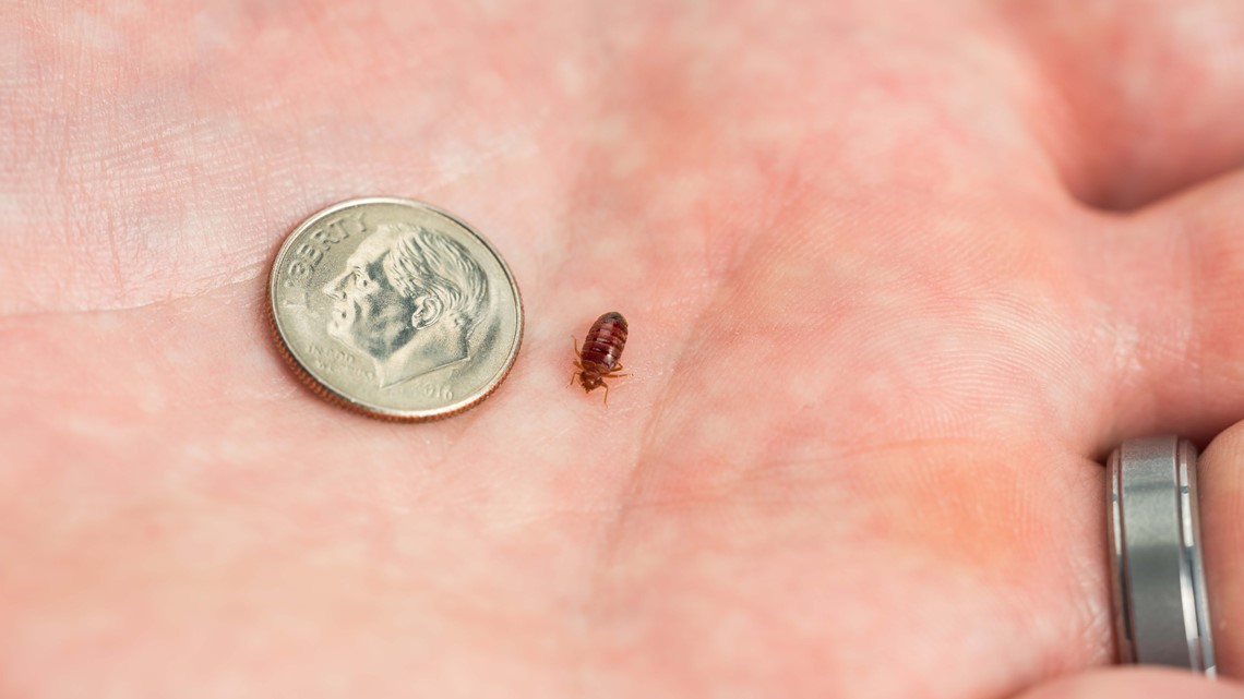 DC has the most bed bugs in the nation