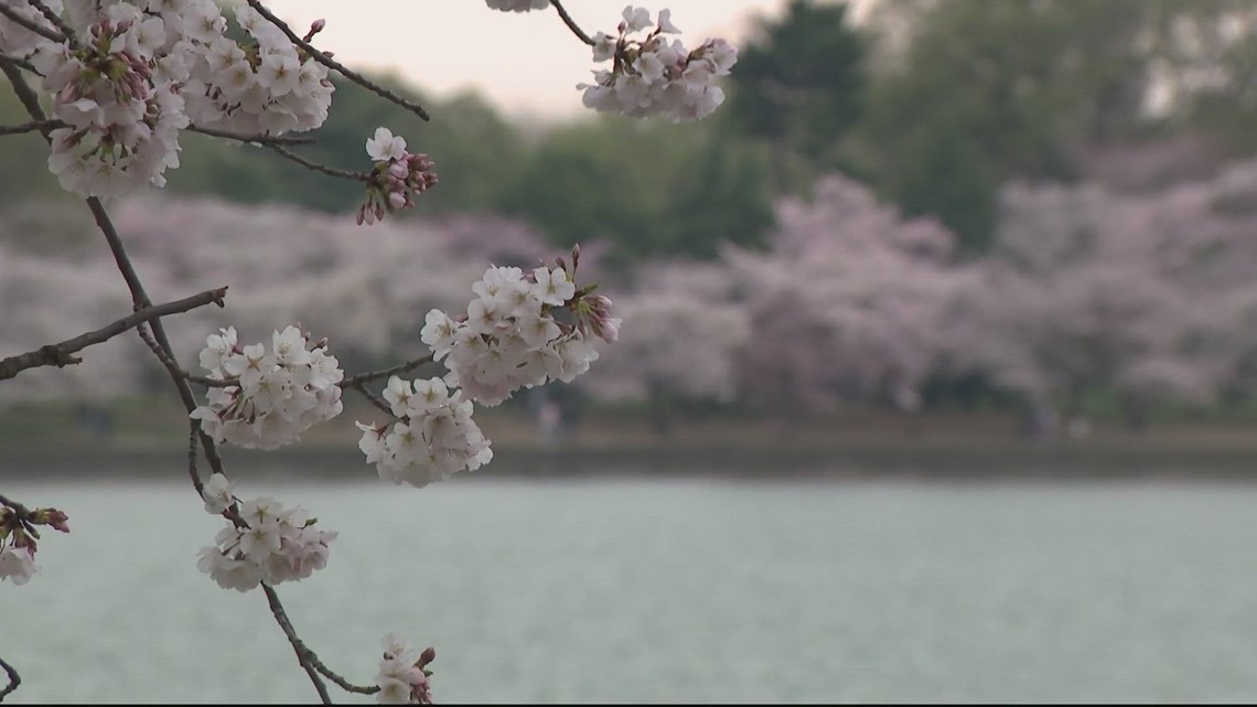 9 spots to see cherry blossoms that aren't the Tidal Basin