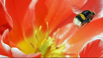 Buzz off climate change, heat threatens bees | Climate highlights of the week