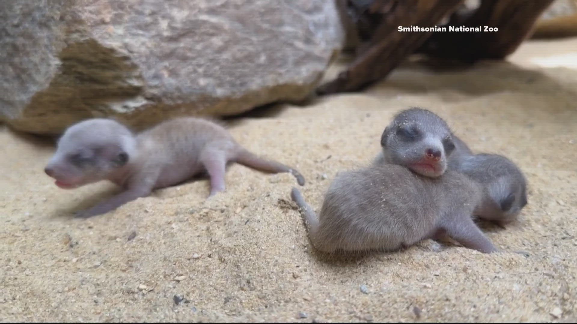 For the first time in 16 years, three meerkat pups were born at the zoo.