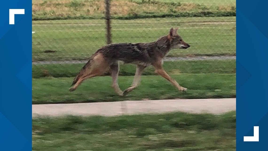 Coyote killed after multiple attacks on dogs, owners