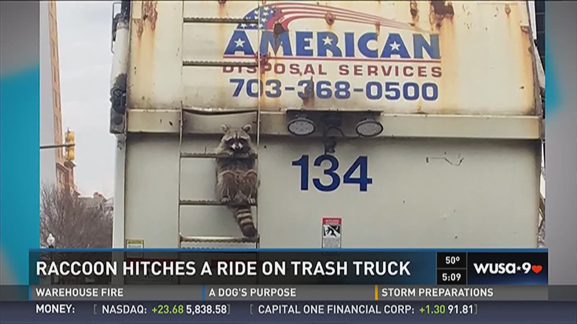 Raccoon hitches a ride on trash truck
