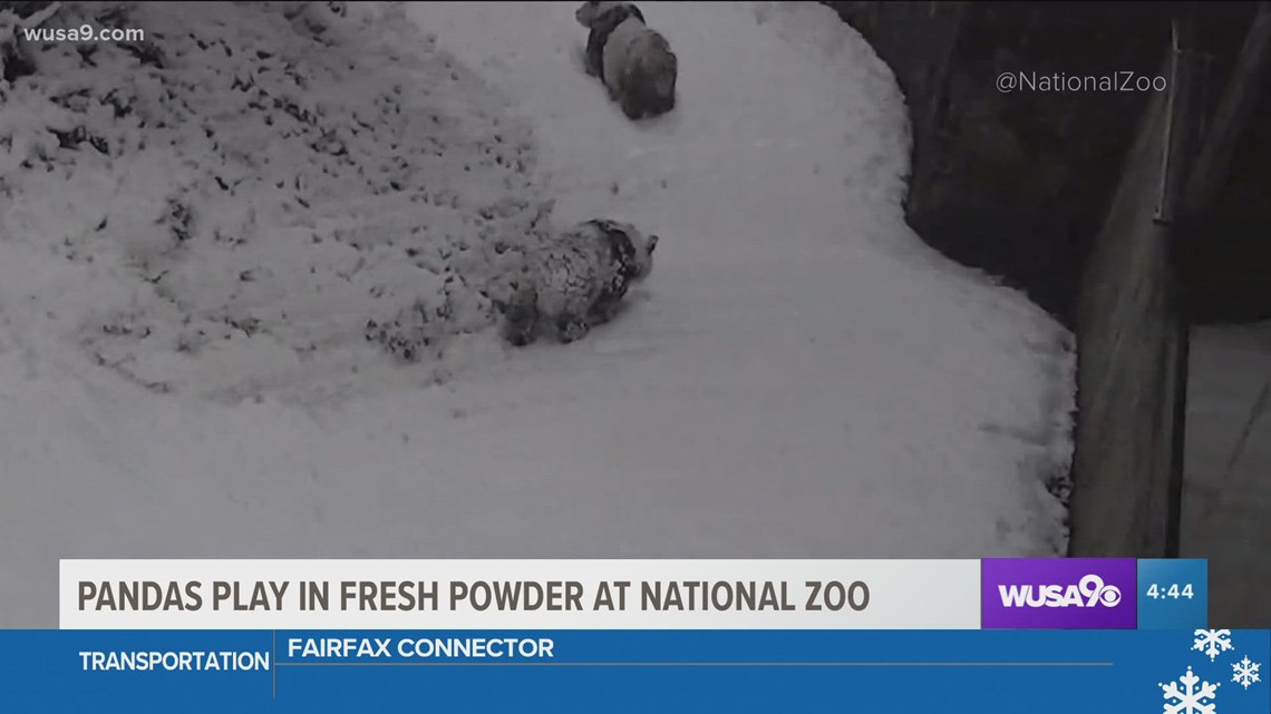 Giant Pandas At Smithsonian Zoo Enjoy First Snow Of The Season | Wusa9.com