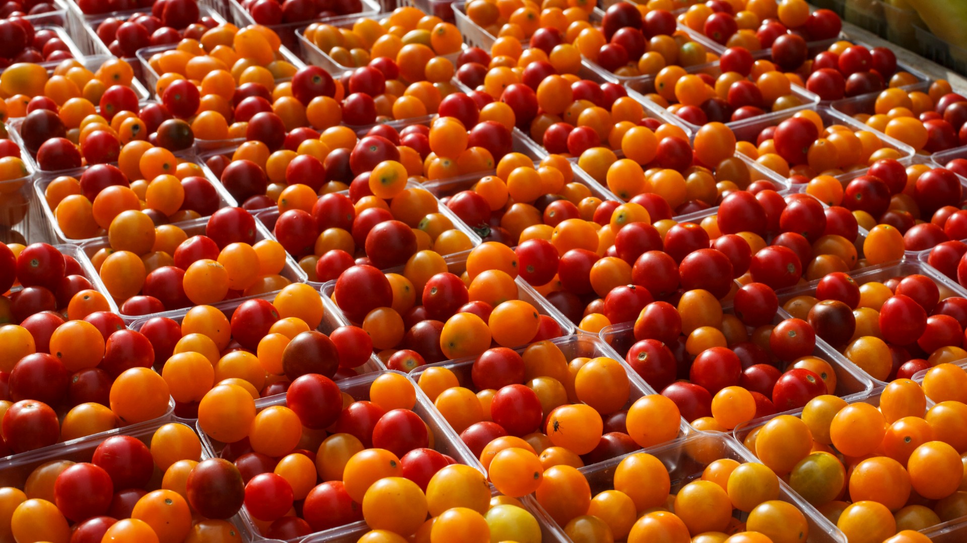 Fairfax Veg Fest Here's what to expect