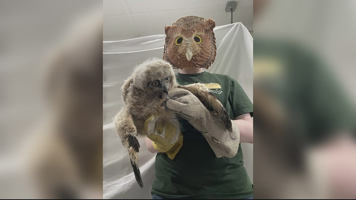 Going all out to save a baby owl