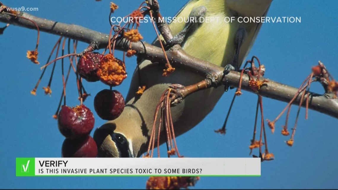 VERIFY Is this invasive plant species toxic to some birds?